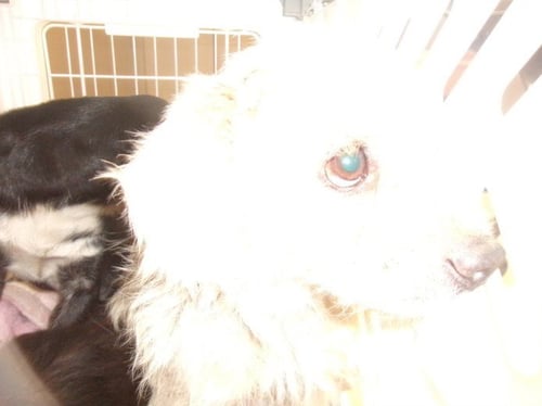 BETTY BOOP - Maltese available for adoption