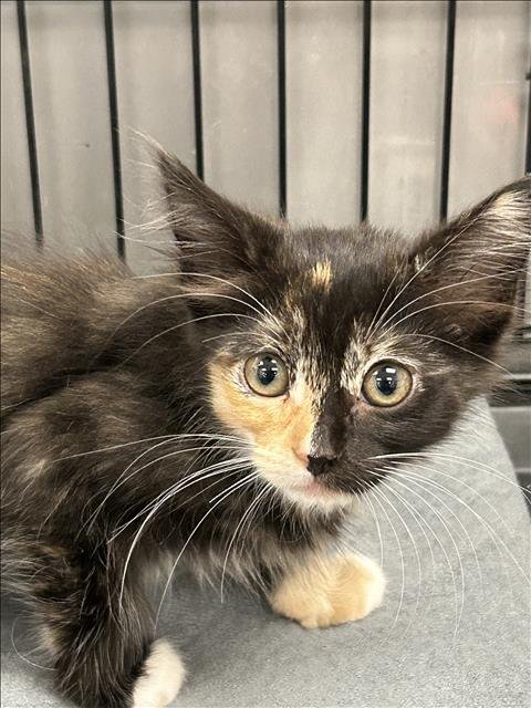 BIANCA - Domestic Medium Hair available for adoption