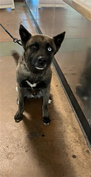 HUNTER - Belgian Shepherd Malinois / Siberian Husky available for adoption