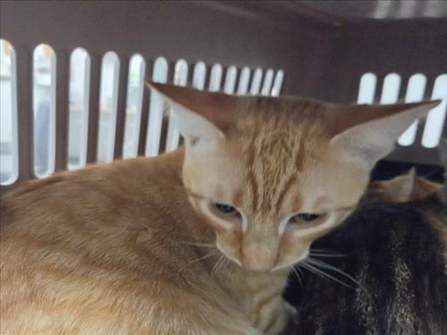 QUINTON - Domestic Medium Hair available for adoption