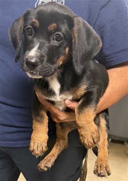 COLE - Boxer available for adoption