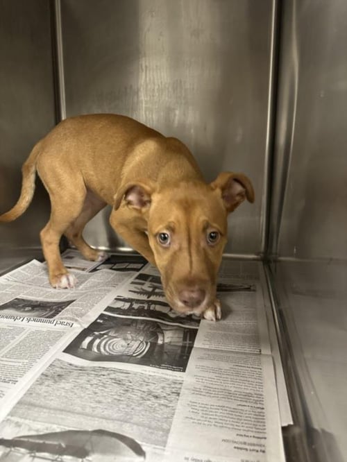 AMELIA - Staffordshire Bull Terrier available for adoption