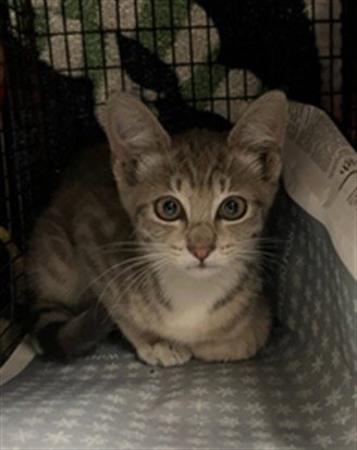EMILIA - Domestic Short Hair available for adoption