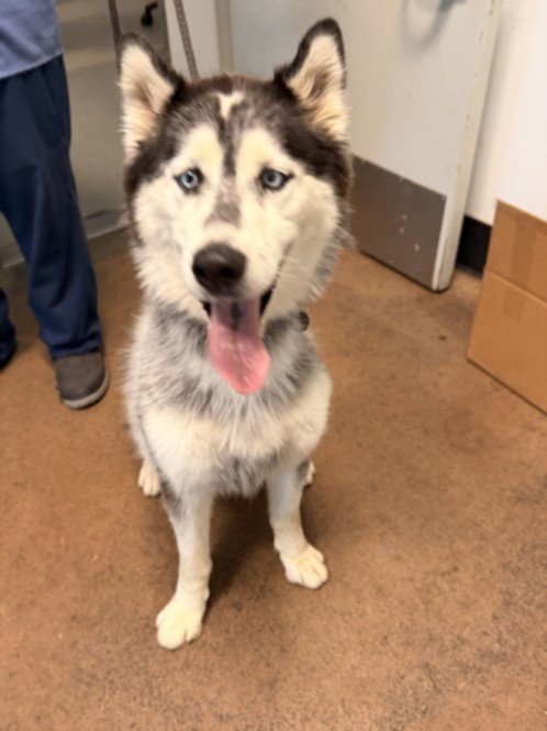 RIPPER - Siberian Husky available for adoption