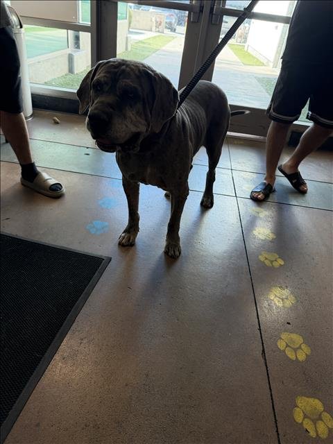 JADEN - Mastiff available for adoption