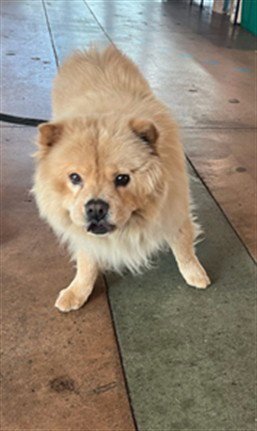 ARCHOOK - Chow Chow available for adoption