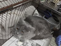 MOCHI - Photo 1
