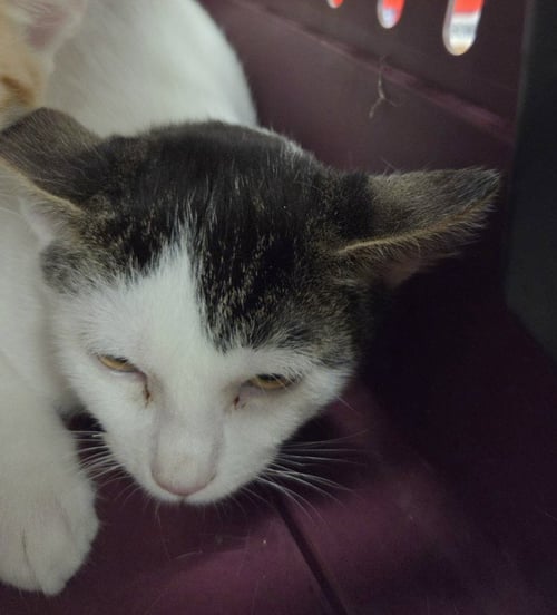PEPE - Domestic Medium Hair available for adoption