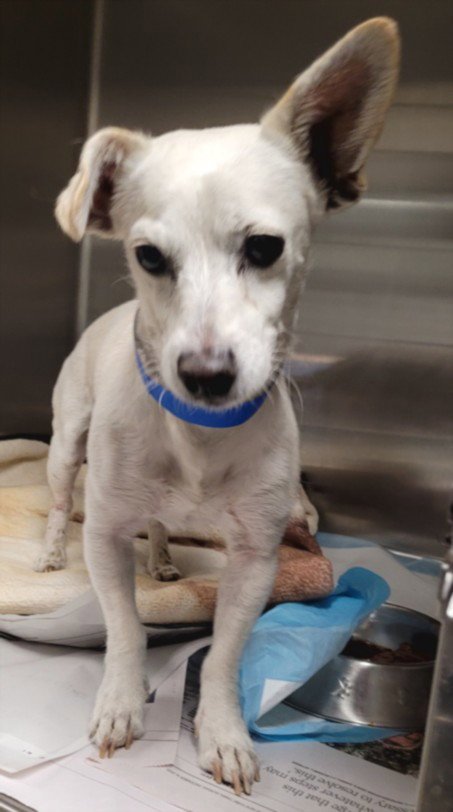 MOUSER - Chihuahua available for adoption