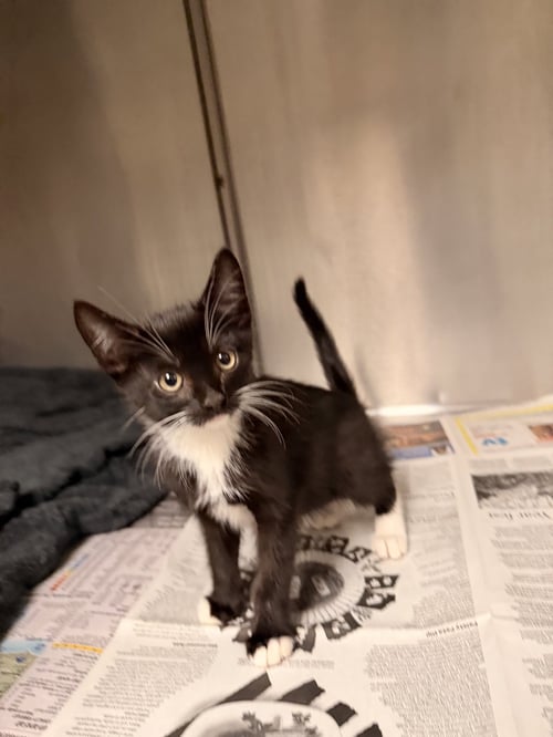 FRIDAY - Domestic Short Hair available for adoption