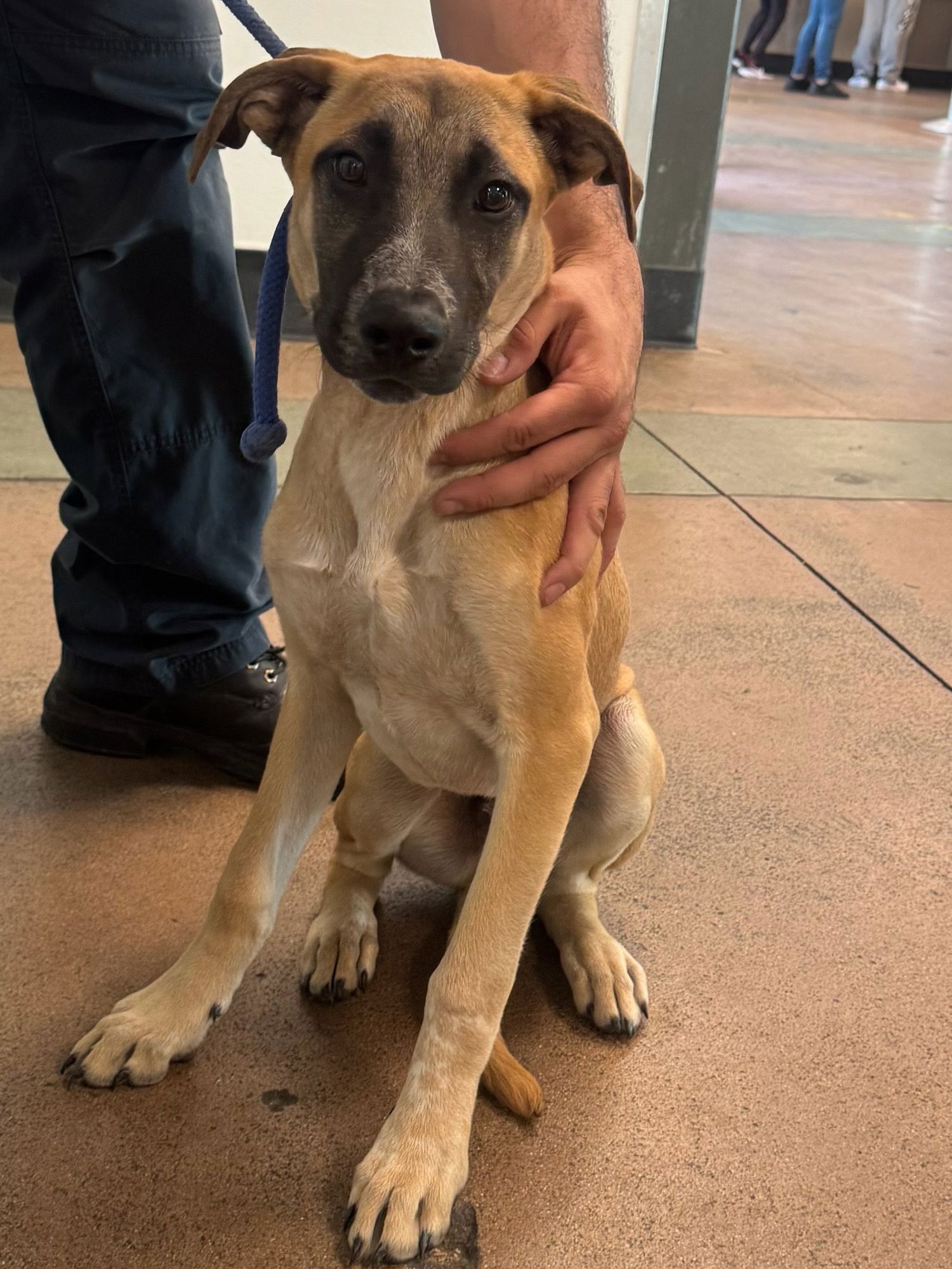 ALFIE - Black Mouth Cur available for adoption