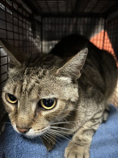 SABRINO - Domestic Short Hair available for adoption