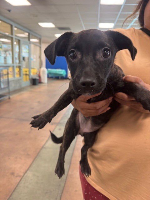 WYNONNA - Dachshund available for adoption