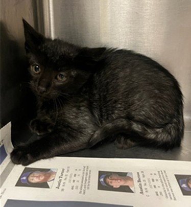 JAM - Domestic Short Hair available for adoption