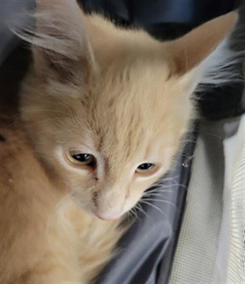 STARLIGHT - Domestic Short Hair available for adoption