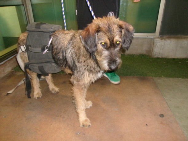 DASH - Airedale Terrier available for adoption