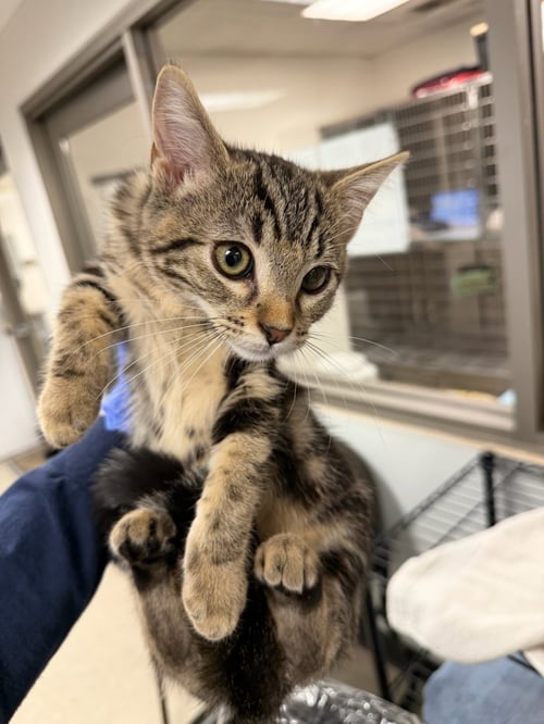 BECKINSALE - Domestic Short Hair available for adoption