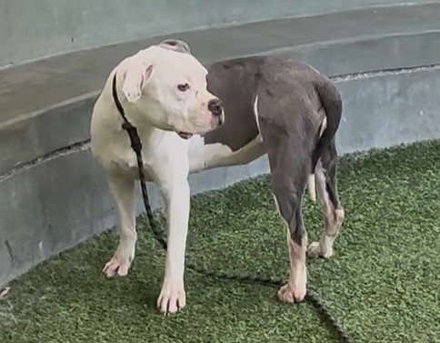 ARTEMIS - Mastiff available for adoption