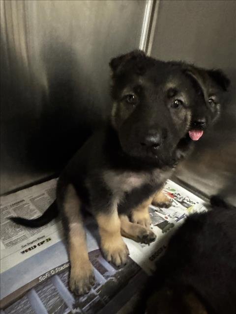 BILLY - German Shepherd Dog available for adoption