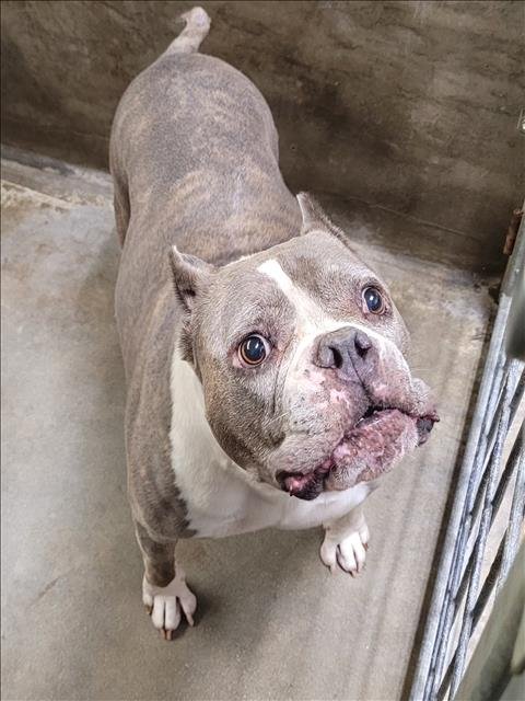 ATHENA - Staffordshire Bull Terrier available for adoption