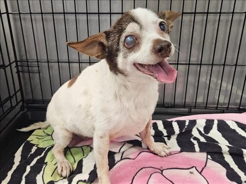 BONITA - Chihuahua available for adoption