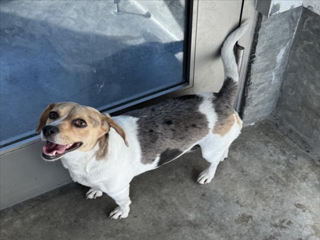STRAWBERRY - Beagle available for adoption