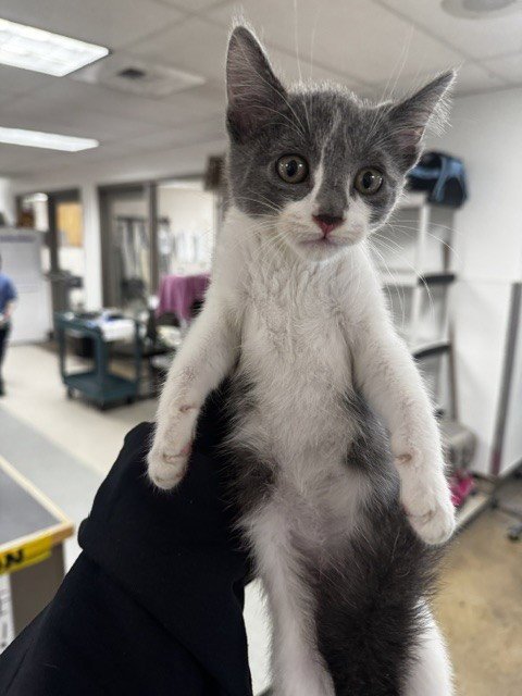 BATMAN - Domestic Short Hair available for adoption