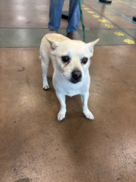 LINDO - Chihuahua available for adoption