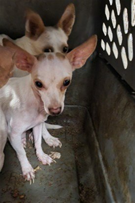KAI - Chihuahua available for adoption
