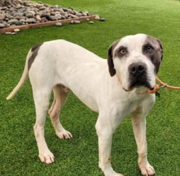 WYATT - American Staffordshire Terrier available for adoption