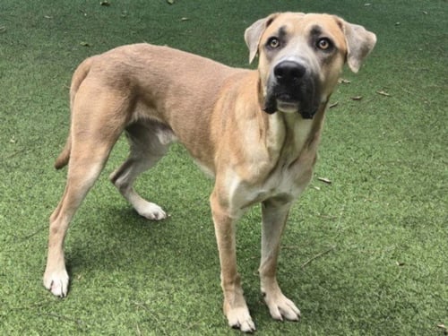 TOMMY - Anatolian Shepherd available for adoption