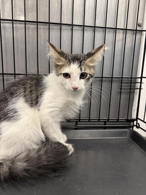 OKKA - Domestic Short Hair available for adoption