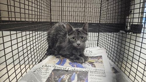 CHITIS - Domestic Medium Hair available for adoption