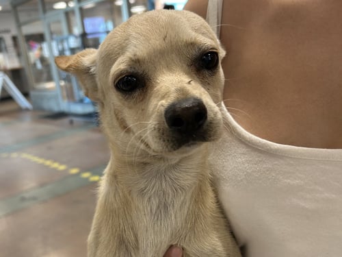 BLUE - Chihuahua available for adoption