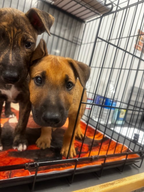 FRANKIE - Bull Terrier available for adoption