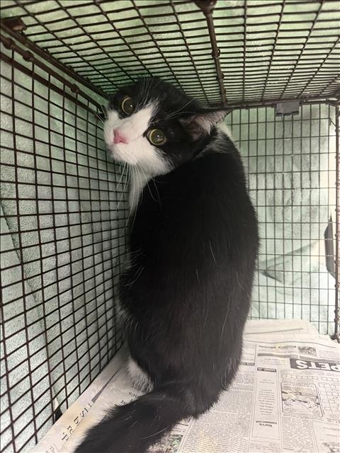 SOPHIE - Domestic Short Hair available for adoption