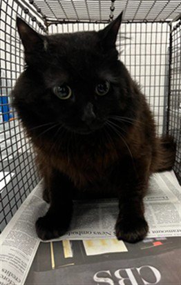 DOLBY - Domestic Short Hair available for adoption