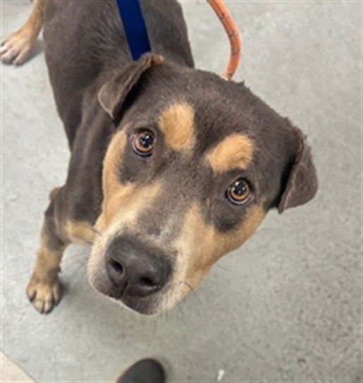 CHICO - Doberman Pinscher available for adoption