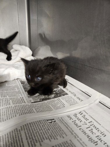MIDNIGHT - Domestic Short Hair available for adoption