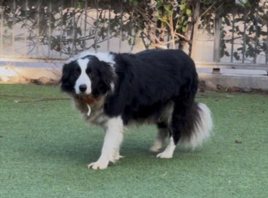 DOMINO - Border Collie available for adoption