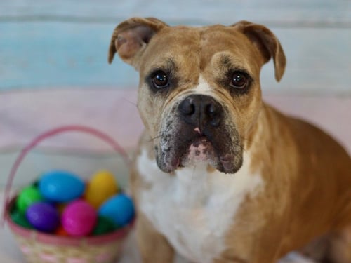 ANGEL - Bulldog available for adoption
