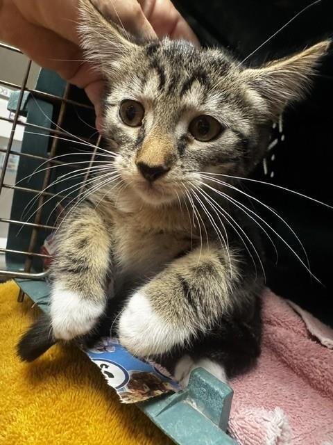 THRILLER - Domestic Short Hair available for adoption