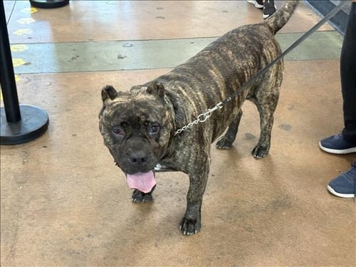 KOTO - Mastiff available for adoption