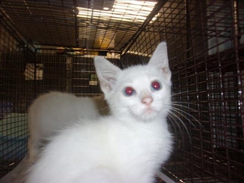 A2284181 - Domestic Short Hair available for adoption