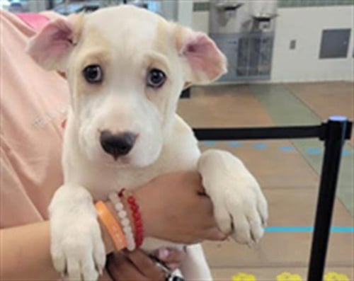KILO - Pit Bull Terrier available for adoption