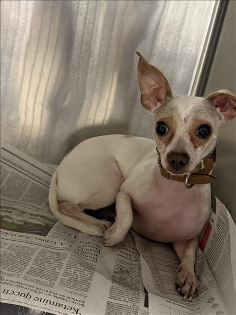 BABY GIRL - Chihuahua available for adoption