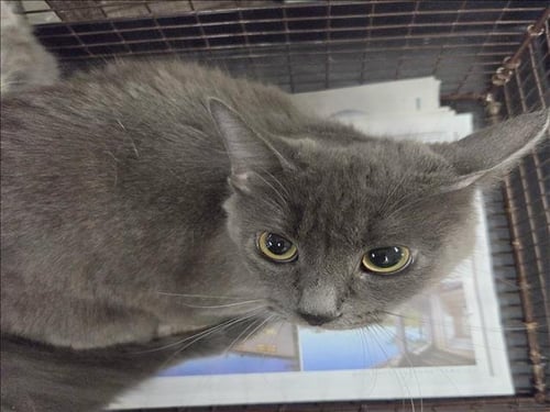 SMOKEY - Russian Blue available for adoption