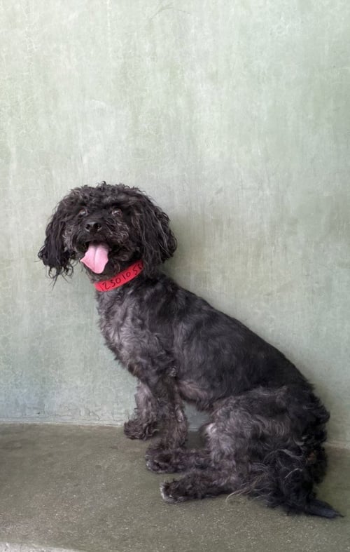 JOCOTE - Poodle (Miniature) available for adoption