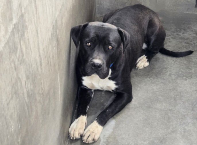 WHISKEY - Cane Corso Mastiff available for adoption