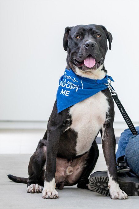 WHISKEY - Cane Corso Mastiff available for adoption